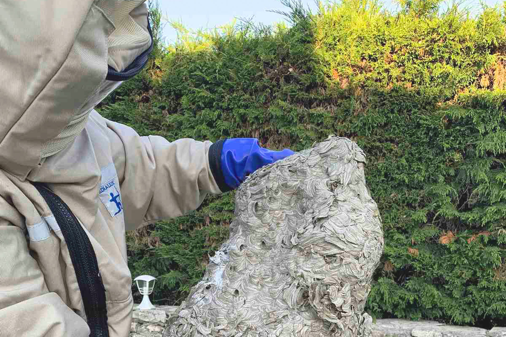 Destruction et enlèvement nid de guêpes et frelons Villefranche-de-Rouergue